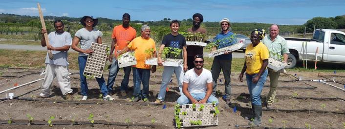 Transplanting Okra